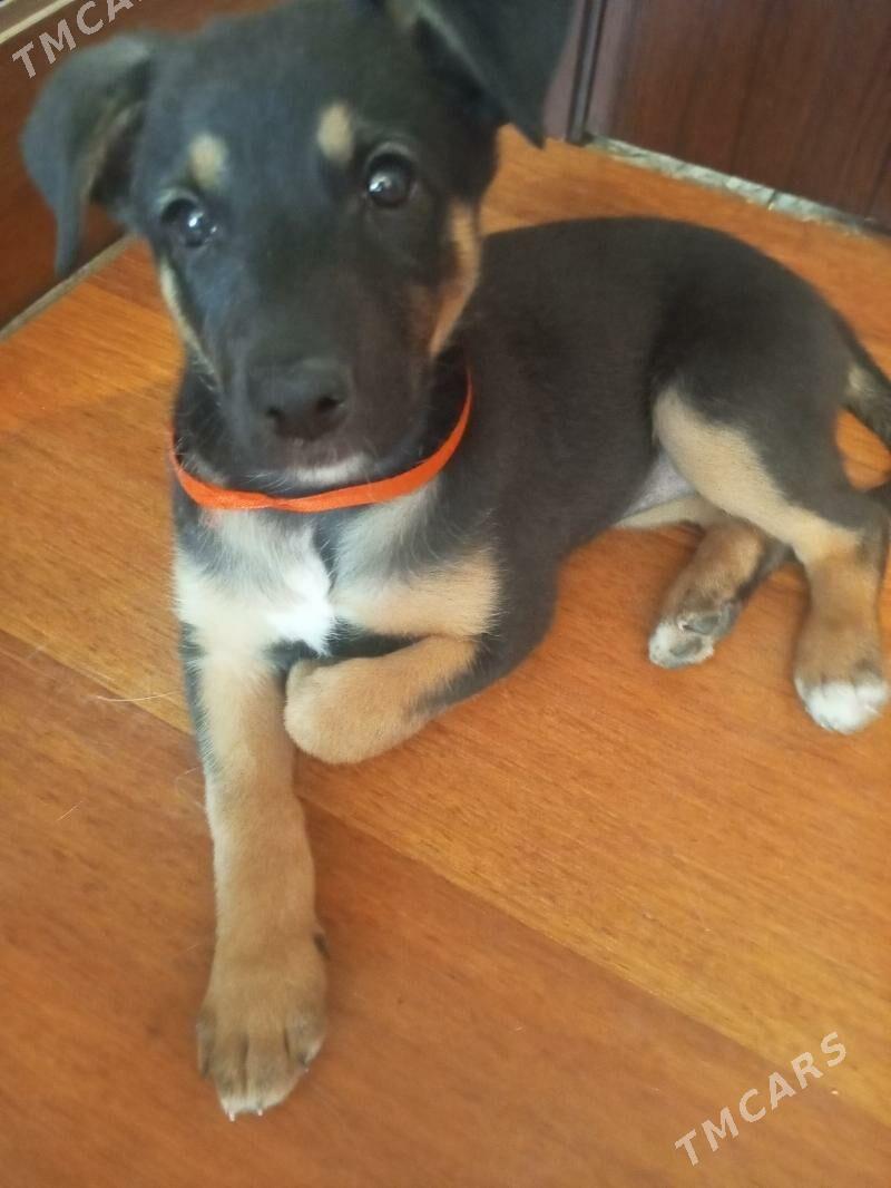 щенок в добрые руки - 1 mkr - img 1