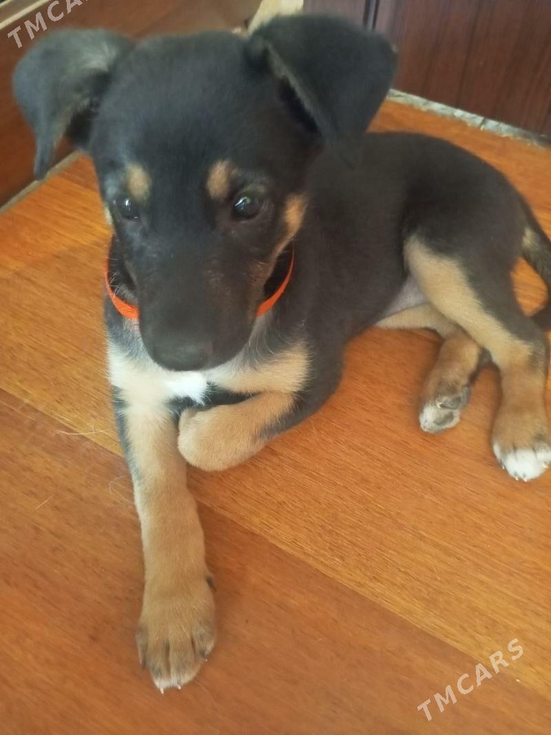 щенок в добрые руки - 1 mkr - img 3