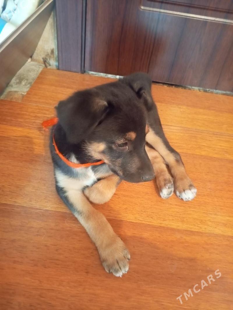 щенок в добрые руки - 1 mkr - img 4