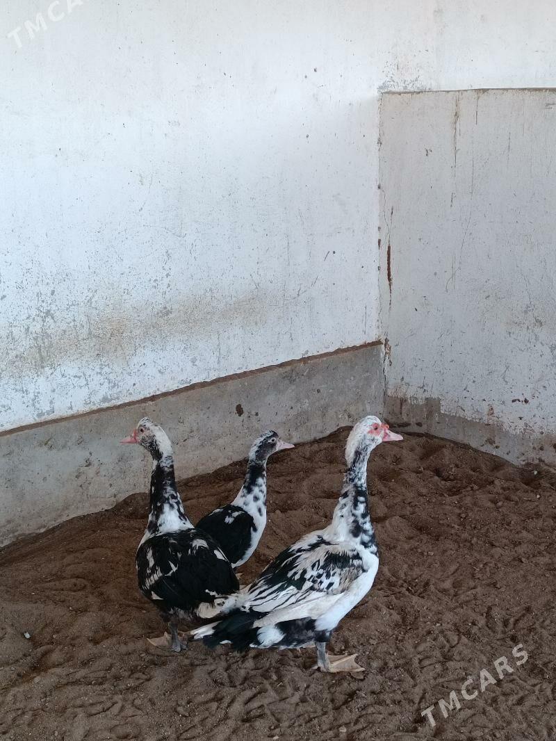 Ordek - Balkanabat - img 2