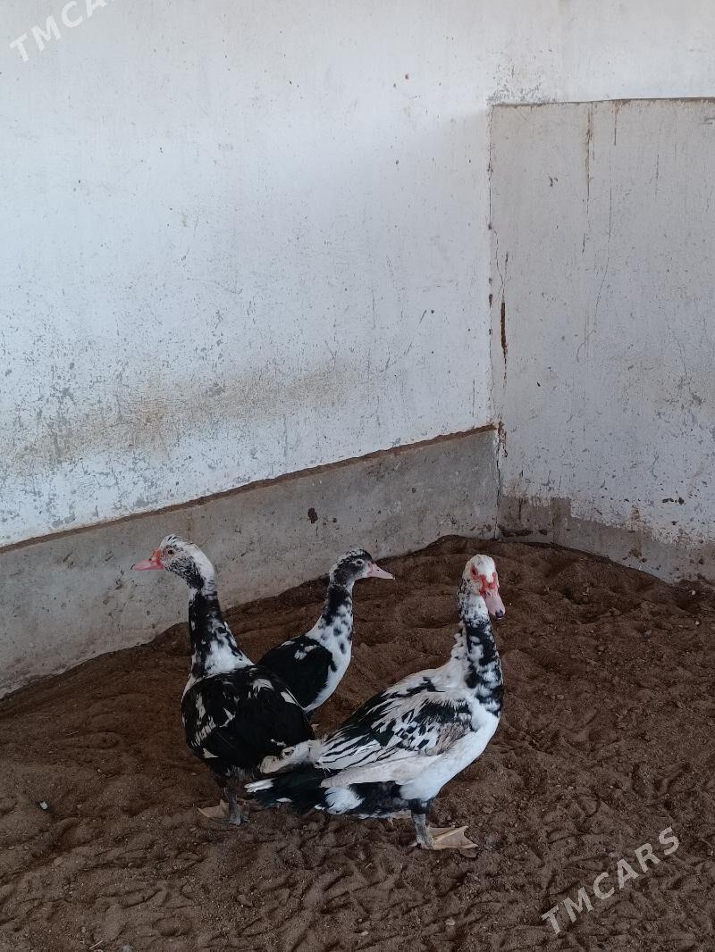 Ordek - Balkanabat - img 1