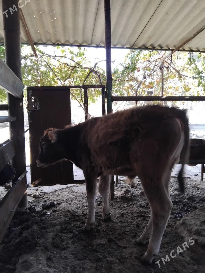 şwes okuz - Гарадамак Шор - img 2