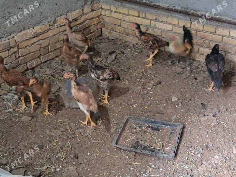 bayes juyje - Türkmenabat - img 2