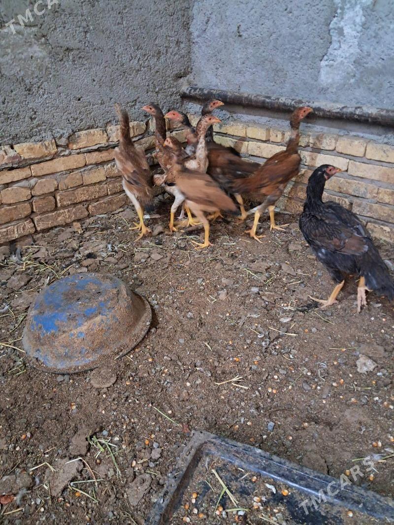 bayes juyje - Türkmenabat - img 1