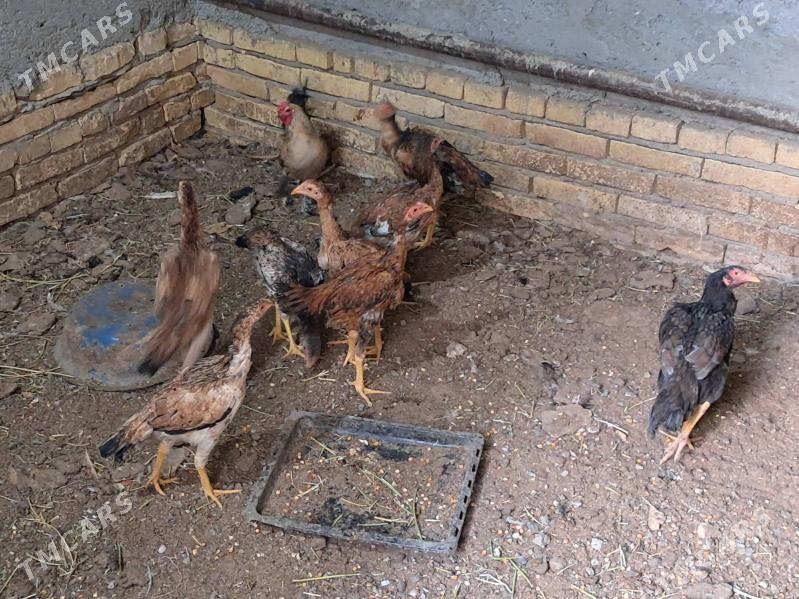 bayes juyje - Türkmenabat - img 3