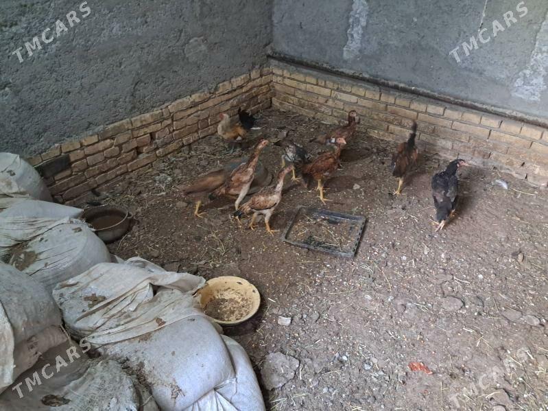 bayes juyje - Türkmenabat - img 4