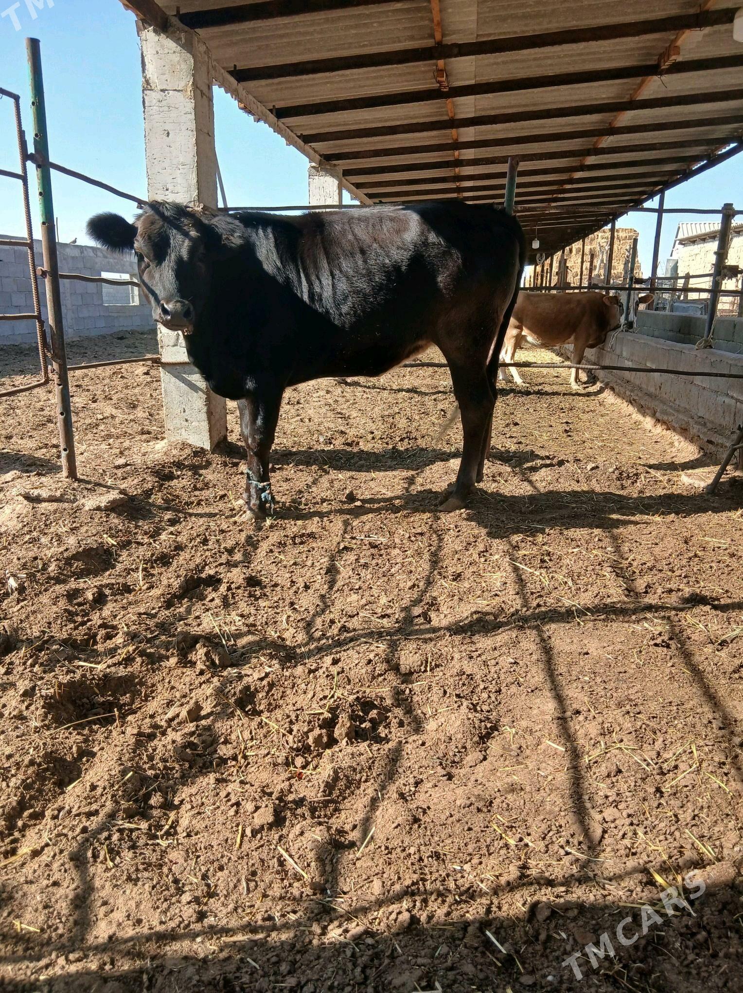 bakylan tuwe - Гёкдепе - img 2