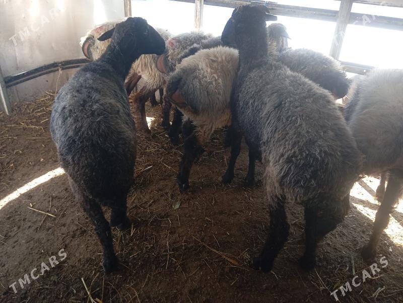 garakol kurti goyun - Aşgabat - img 2