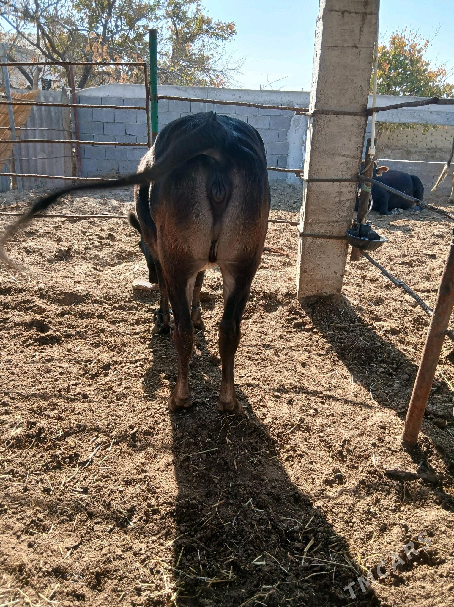 bakylan tuwe - Гёкдепе - img 3