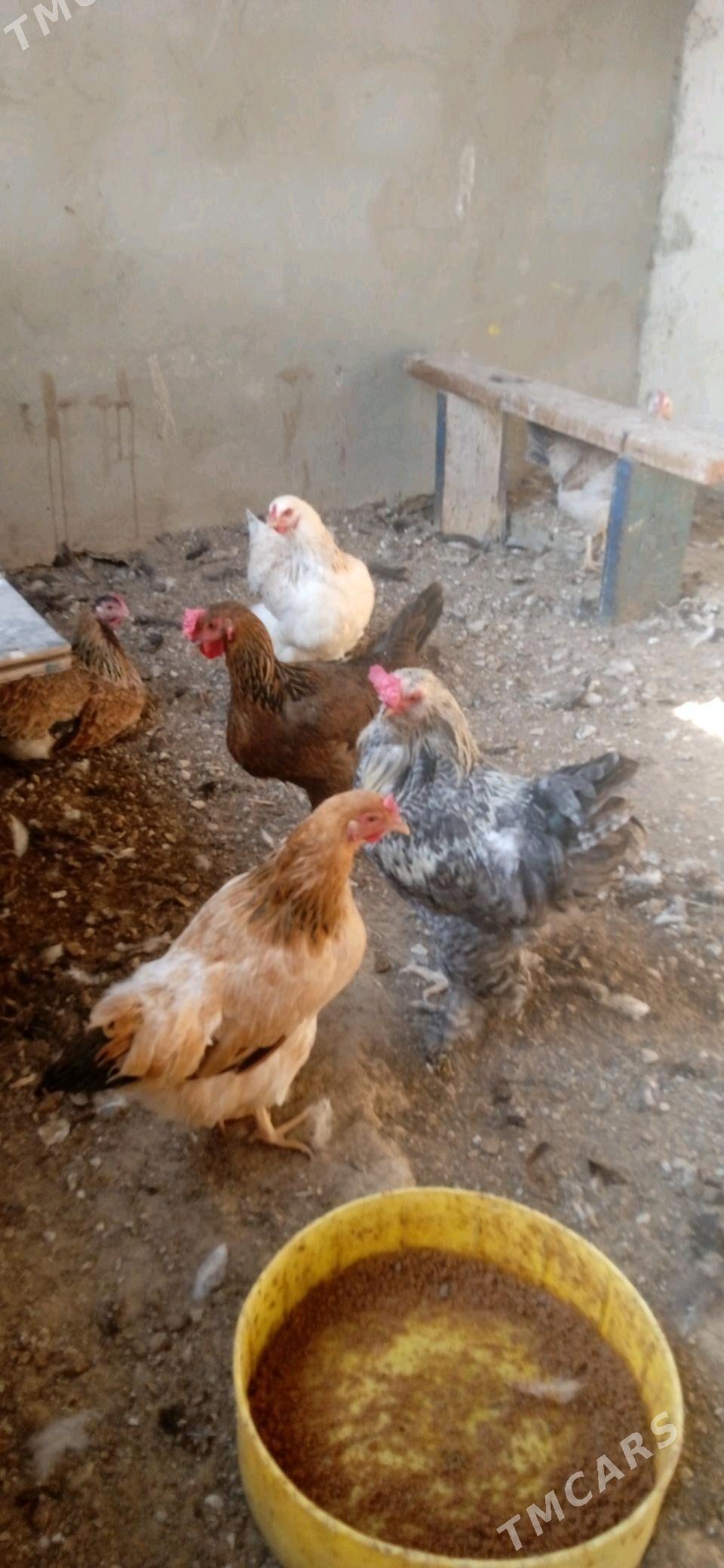 Tawuk - Balkanabat - img 2