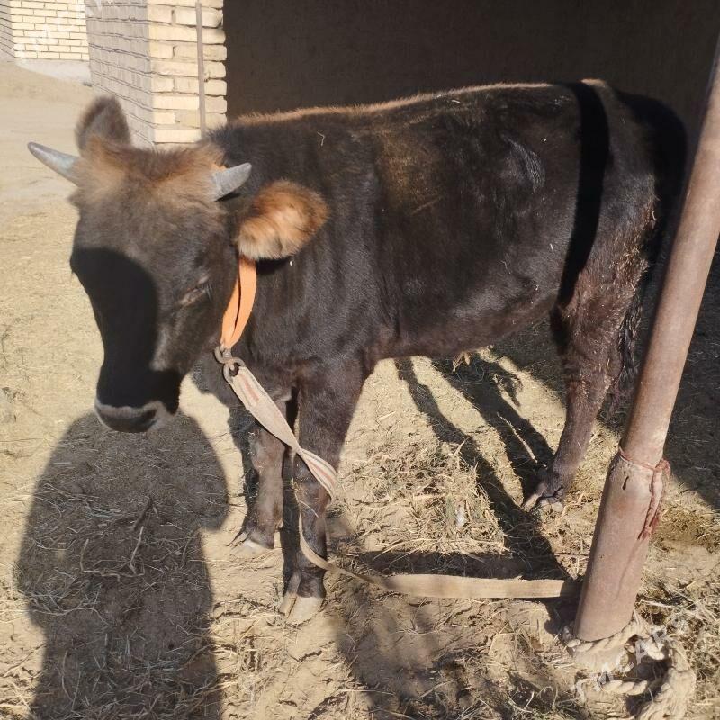 okuz - Сакарчага - img 3