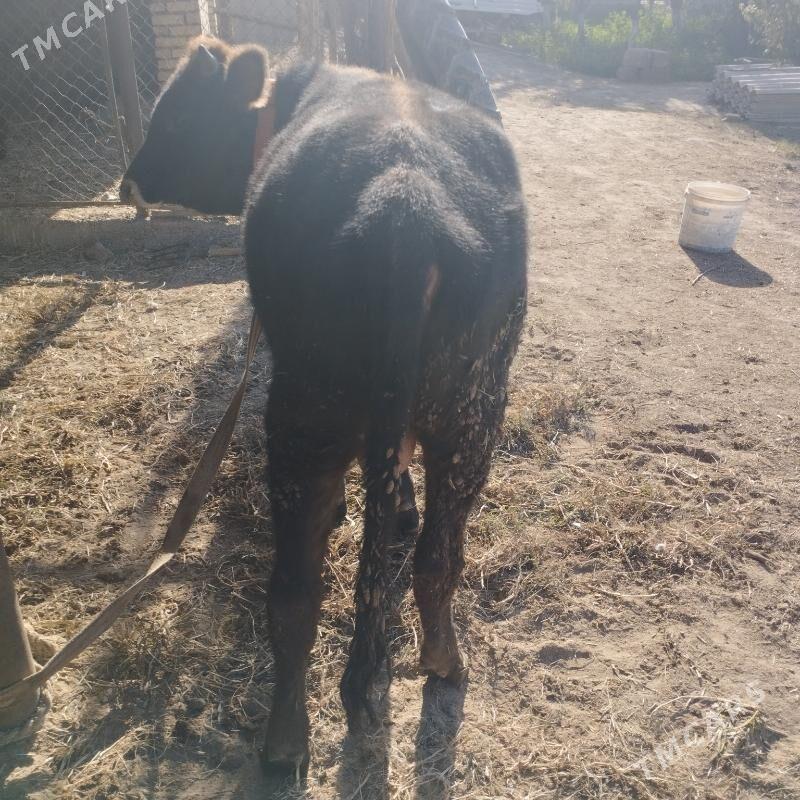 okuz - Сакарчага - img 2