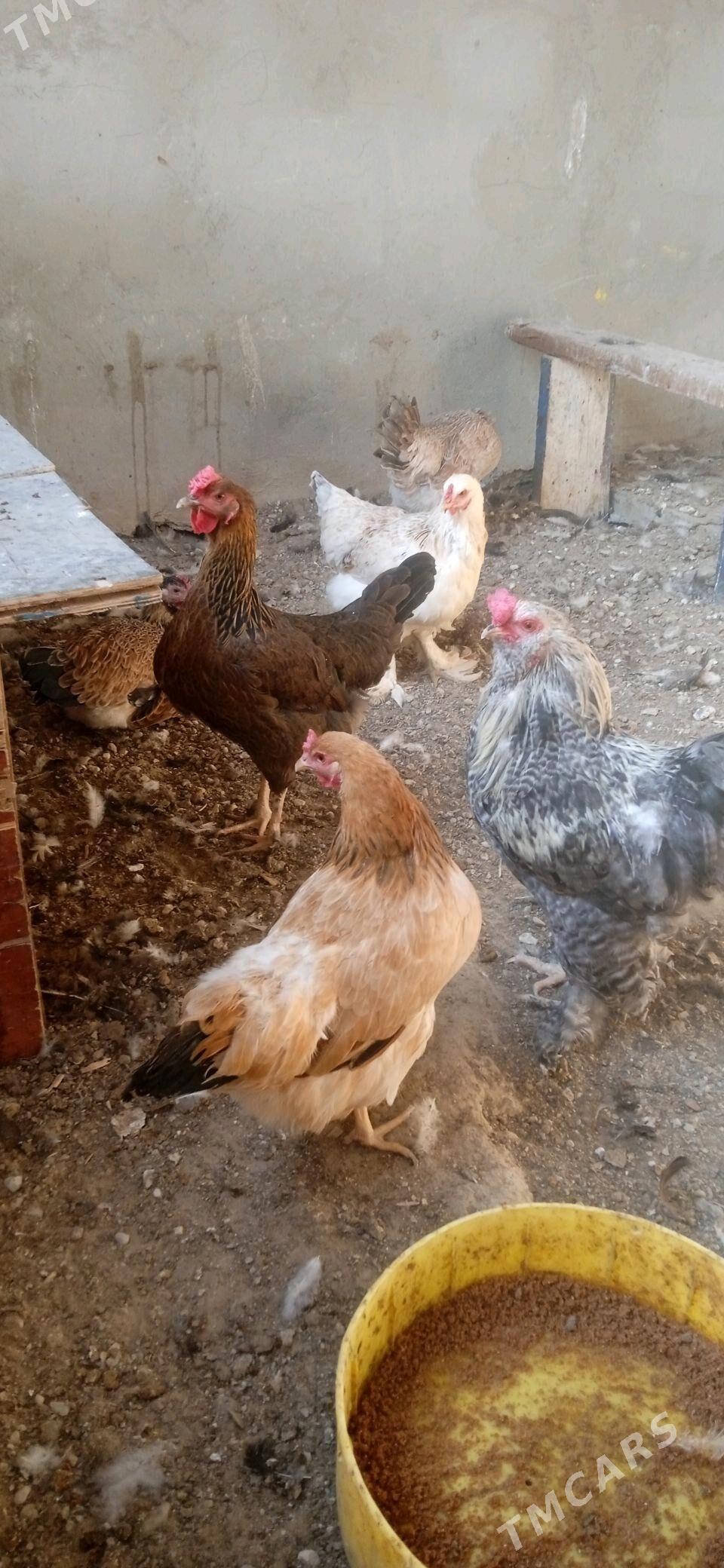 Tawuk - Balkanabat - img 3