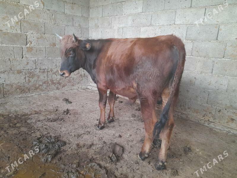 .....ÖKIZ..... - Bagyr - img 3