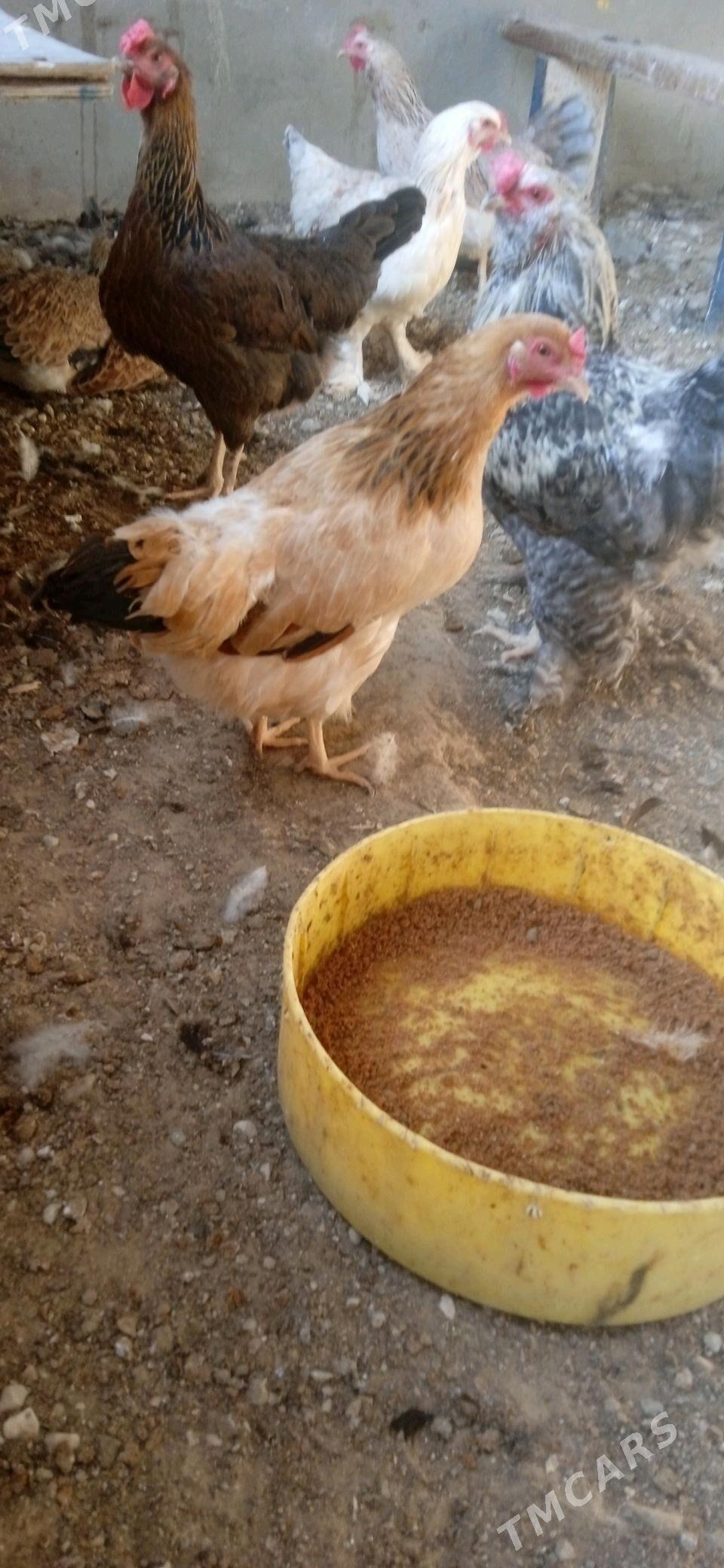 Tawuk - Balkanabat - img 4