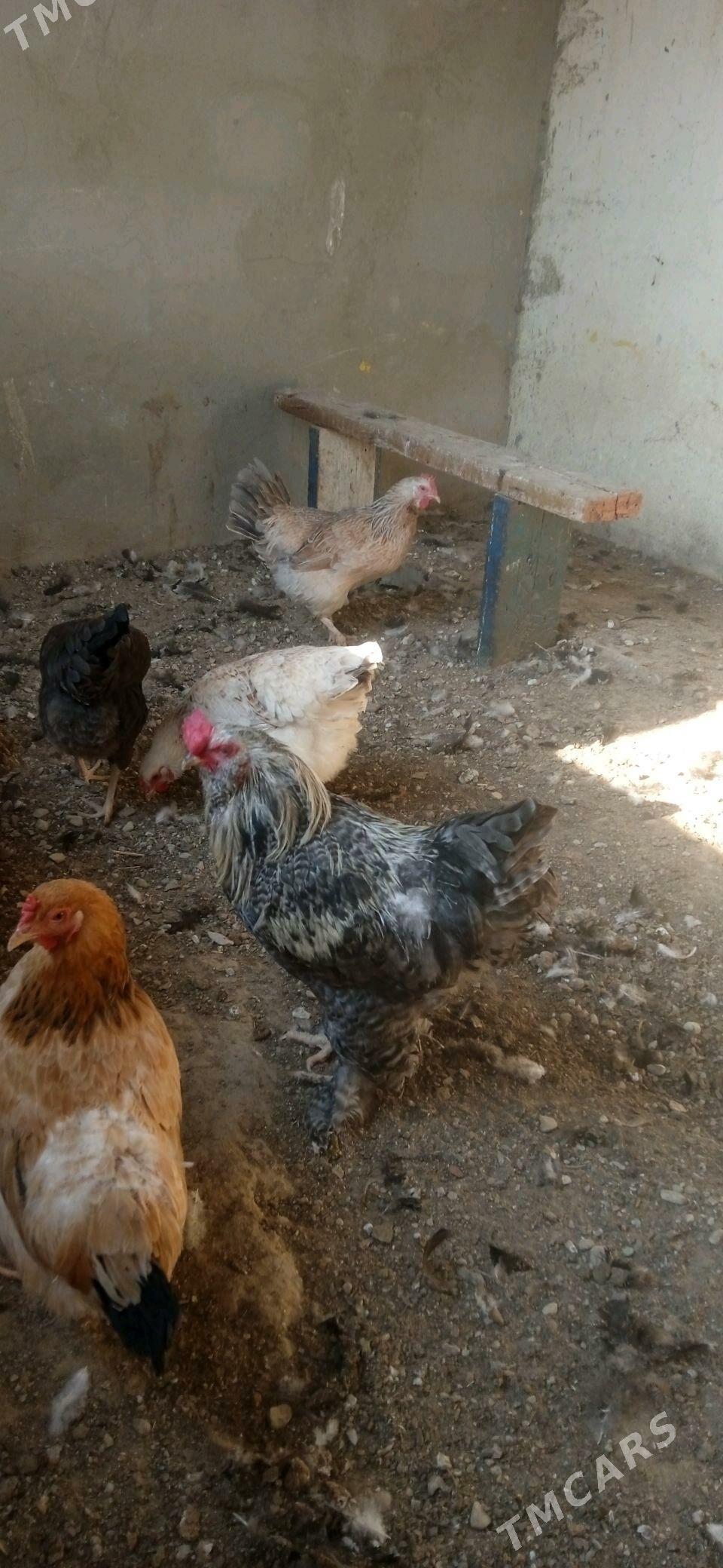 Tawuk - Balkanabat - img 6