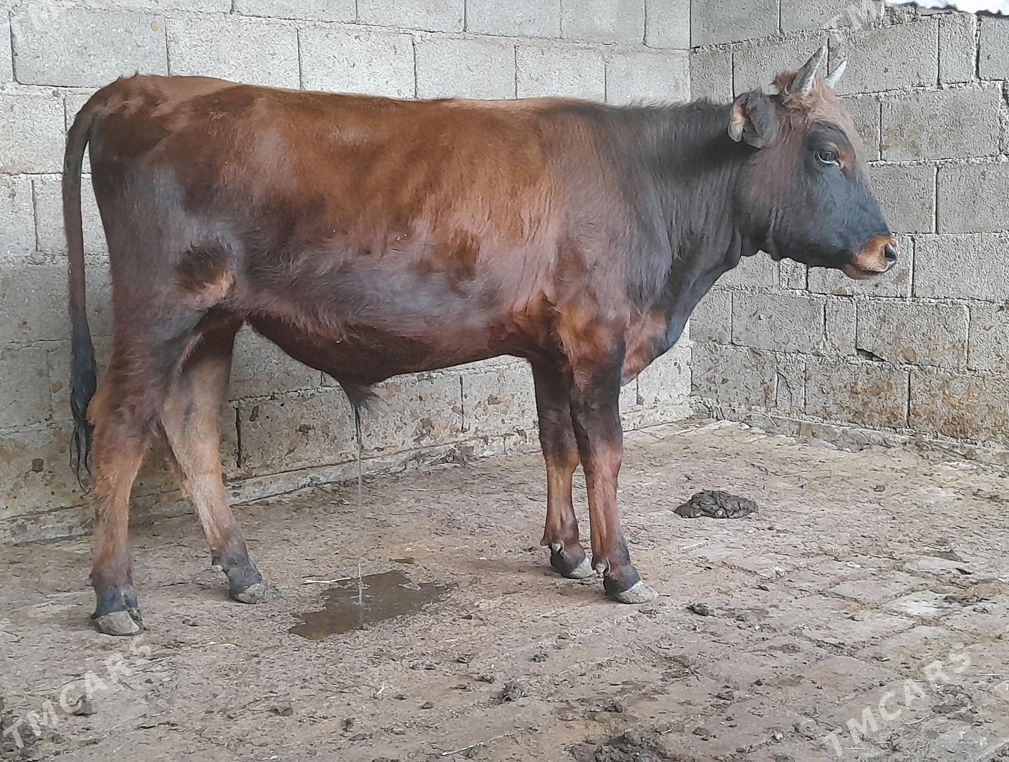 .....ÖKIZ..... - Bagyr - img 5