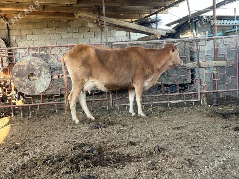 Goleli  sygyr - Ашхабад - img 1