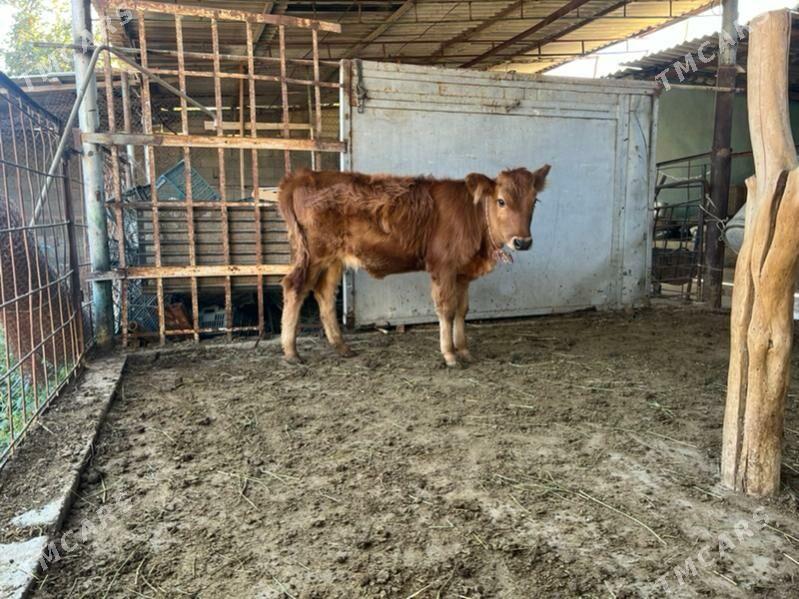 Goleli  sygyr - Ашхабад - img 3