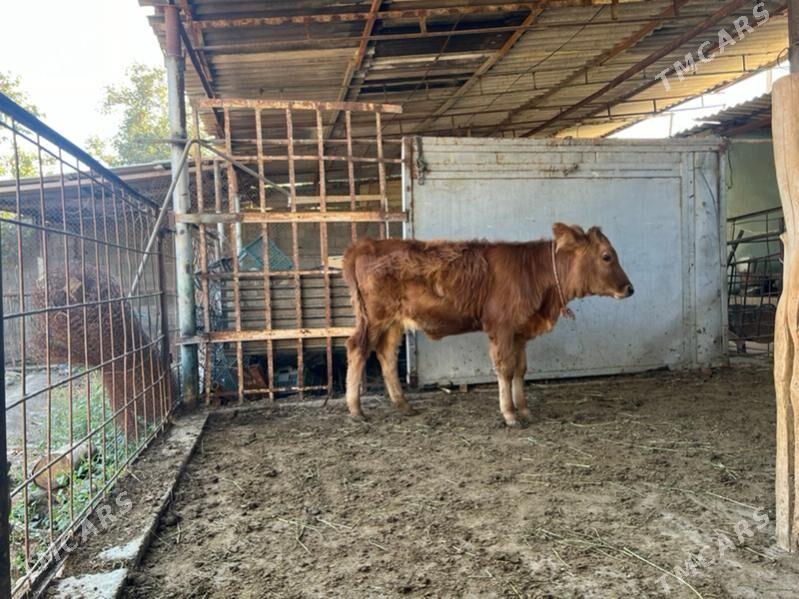 Goleli  sygyr - Ашхабад - img 5