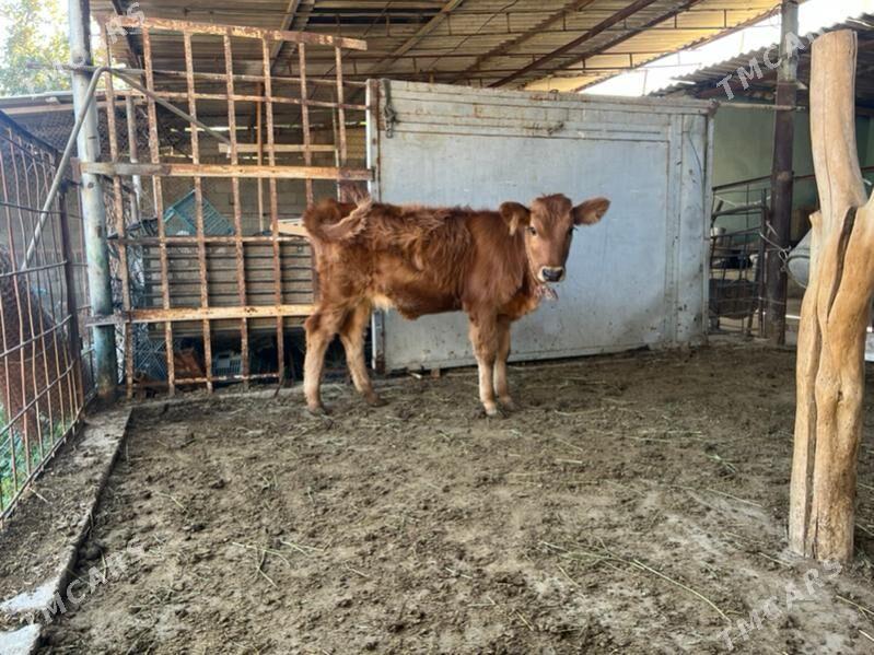 Goleli  sygyr - Ашхабад - img 4