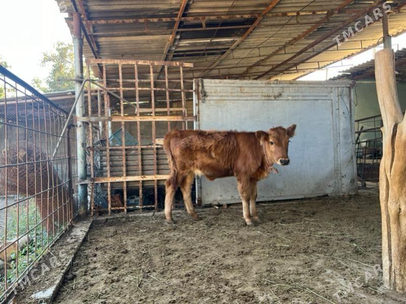 Goleli  sygyr - Ашхабад - img 2