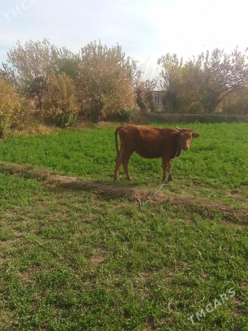 Gunajyn - Çärjew - img 4