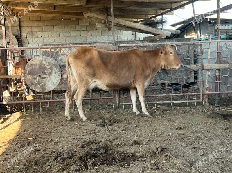 Goleli  sygyr - Ашхабад - img 7