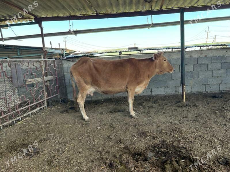 Goleli  sygyr - Ашхабад - img 8