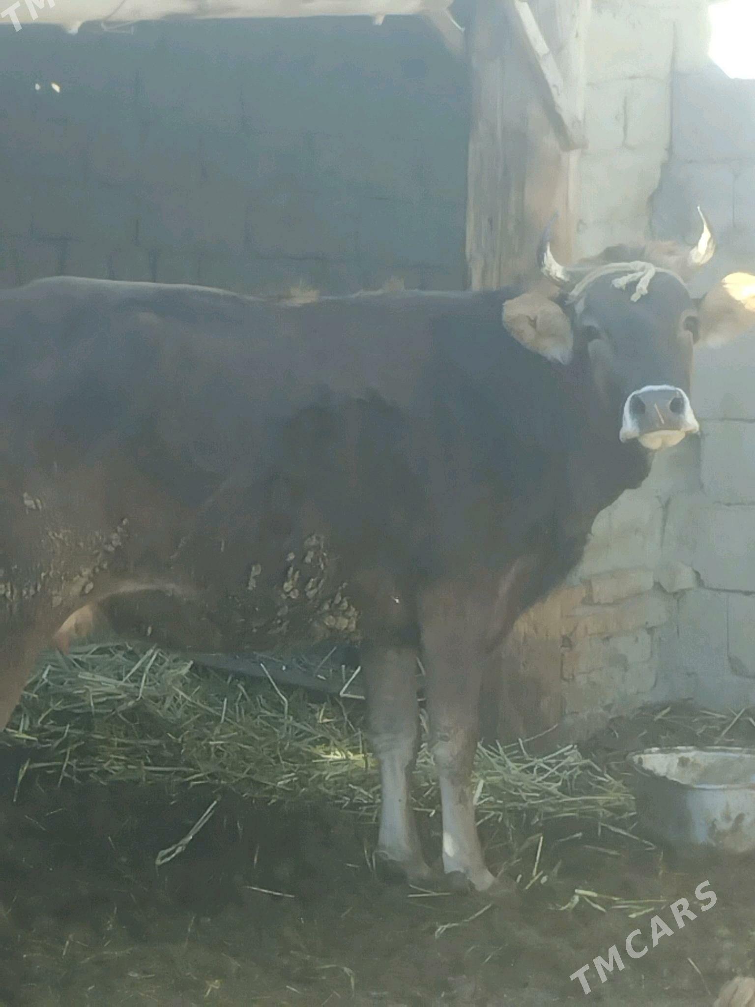 Sygyr - Bäherden - img 1