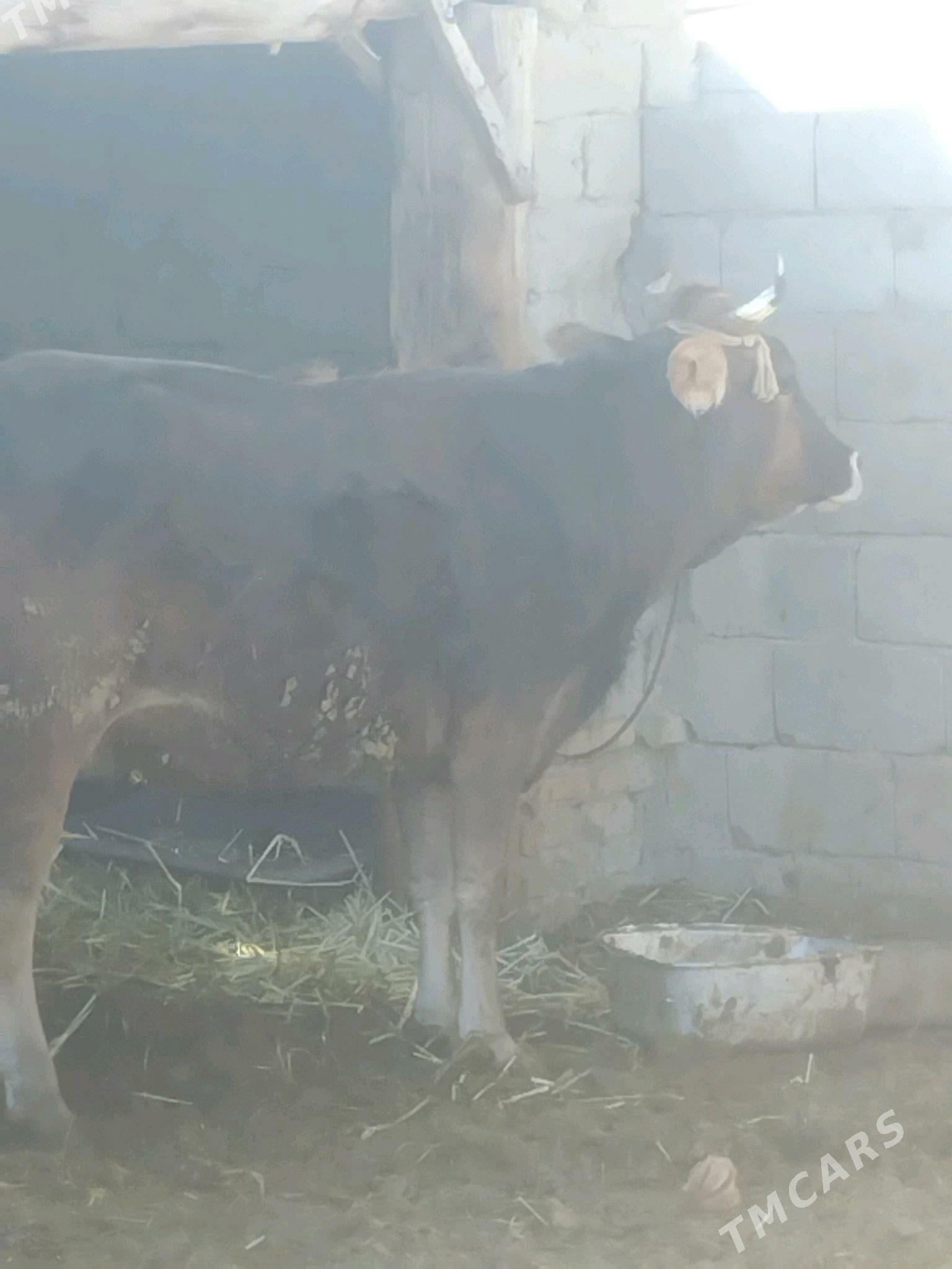 Sygyr - Bäherden - img 2