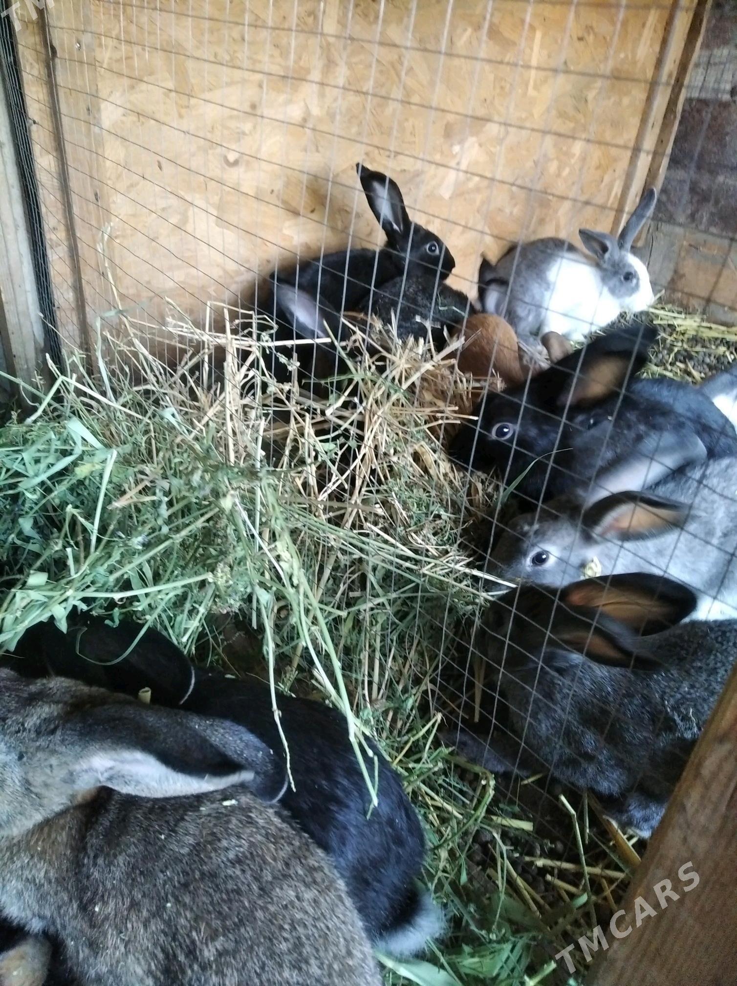 Товшан - Кипджак - img 1