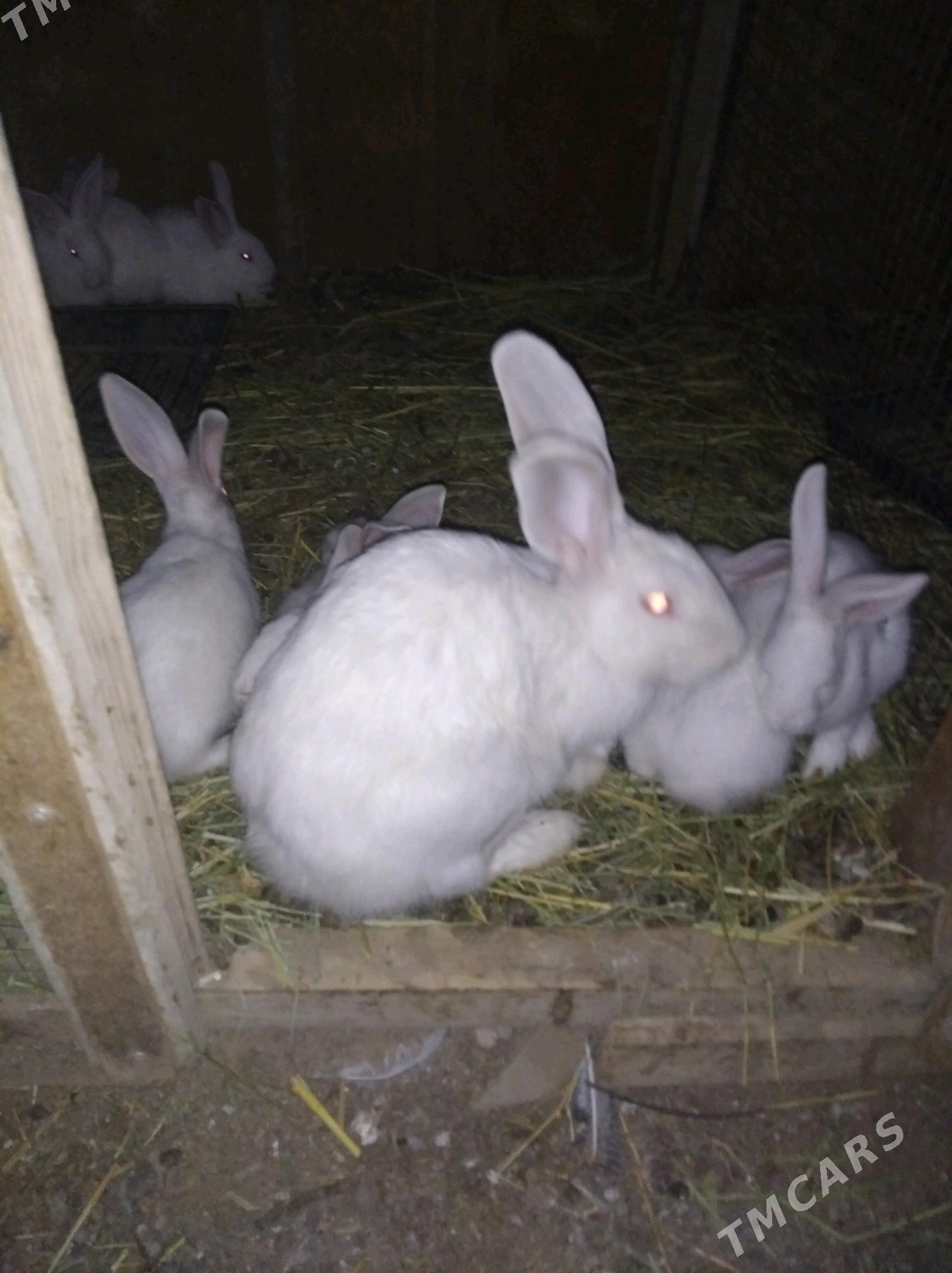 Товшан - Кипджак - img 2