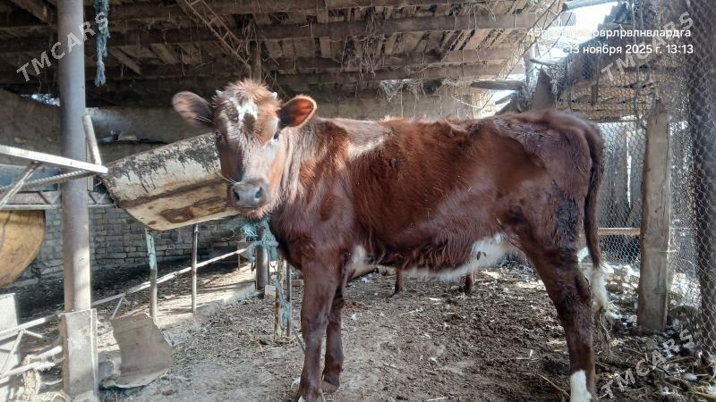 unajyn - Çärjew - img 1