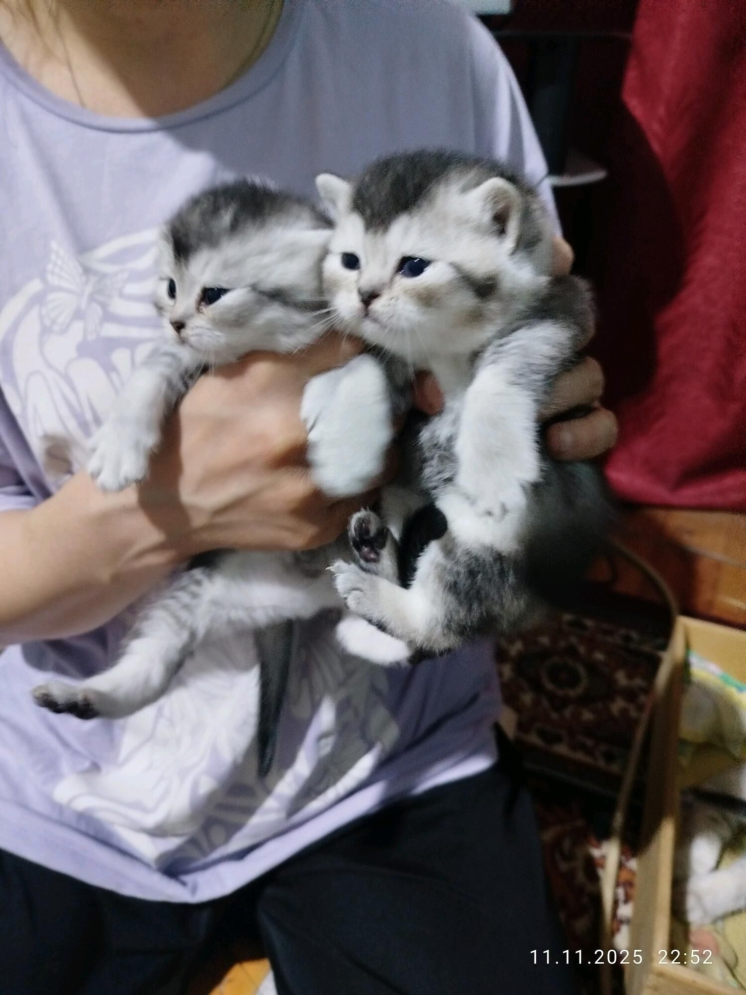 шотландские котята - Aşgabat - img 3