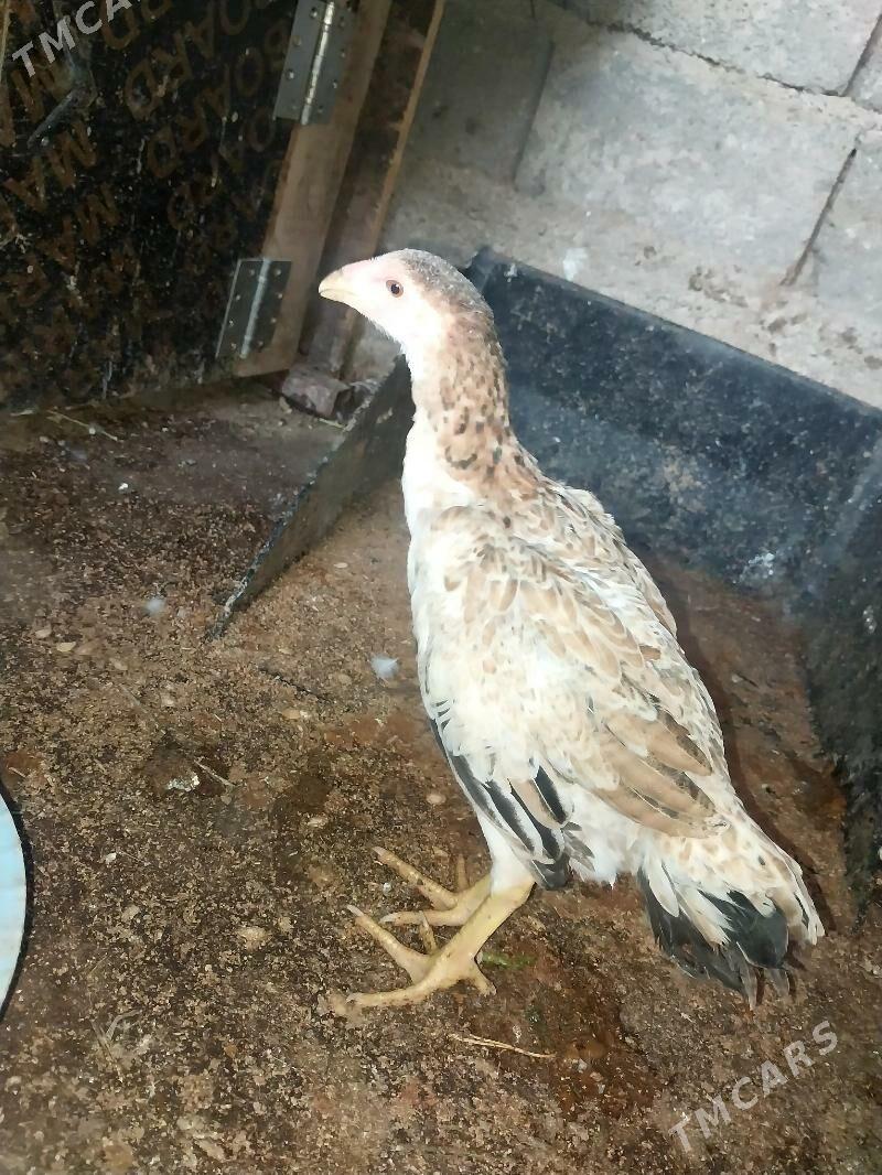 taşkent juyje - Bagyr - img 1