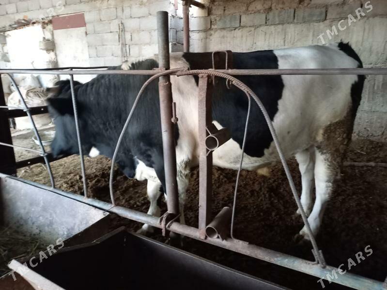 öküz - Änew - img 3