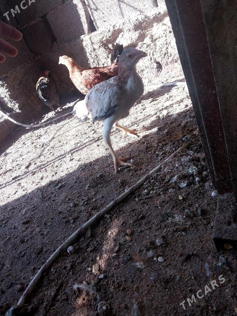 taşkent juyje - Bagyr - img 3