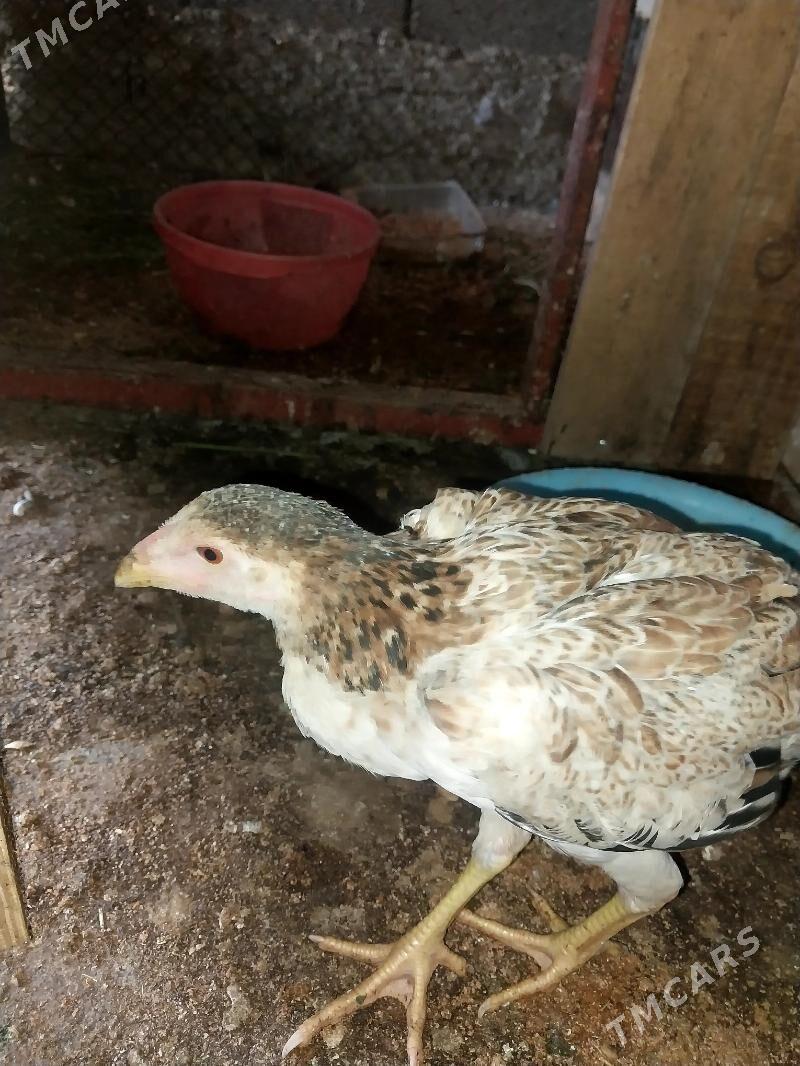 taşkent juyje - Bagyr - img 2