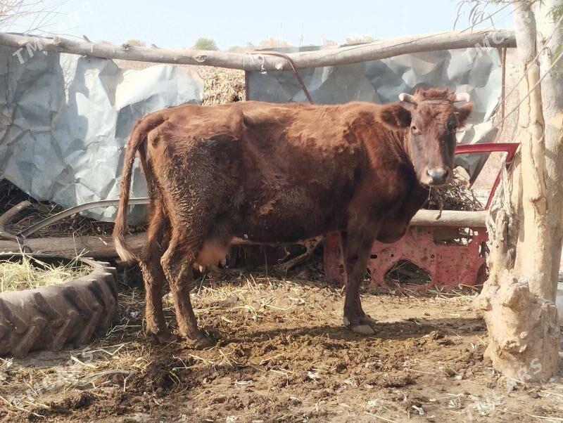 baklyk sygyr - Чарджоу - img 2