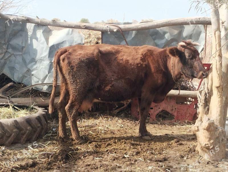 baklyk sygyr - Чарджоу - img 1