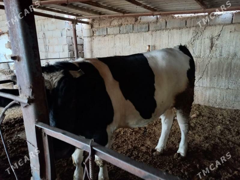 öküz - Änew - img 4