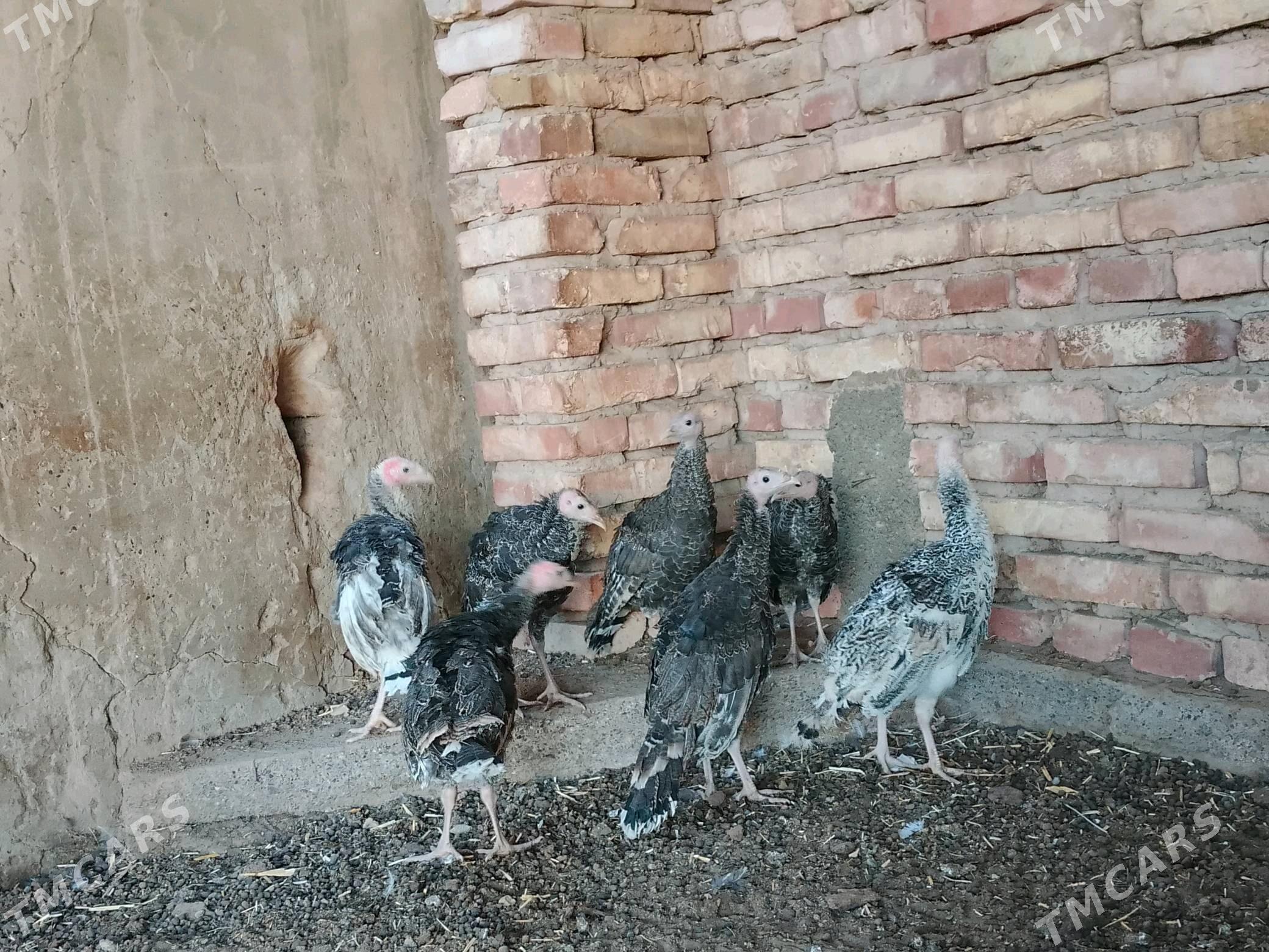 niduk - Теджен - img 3