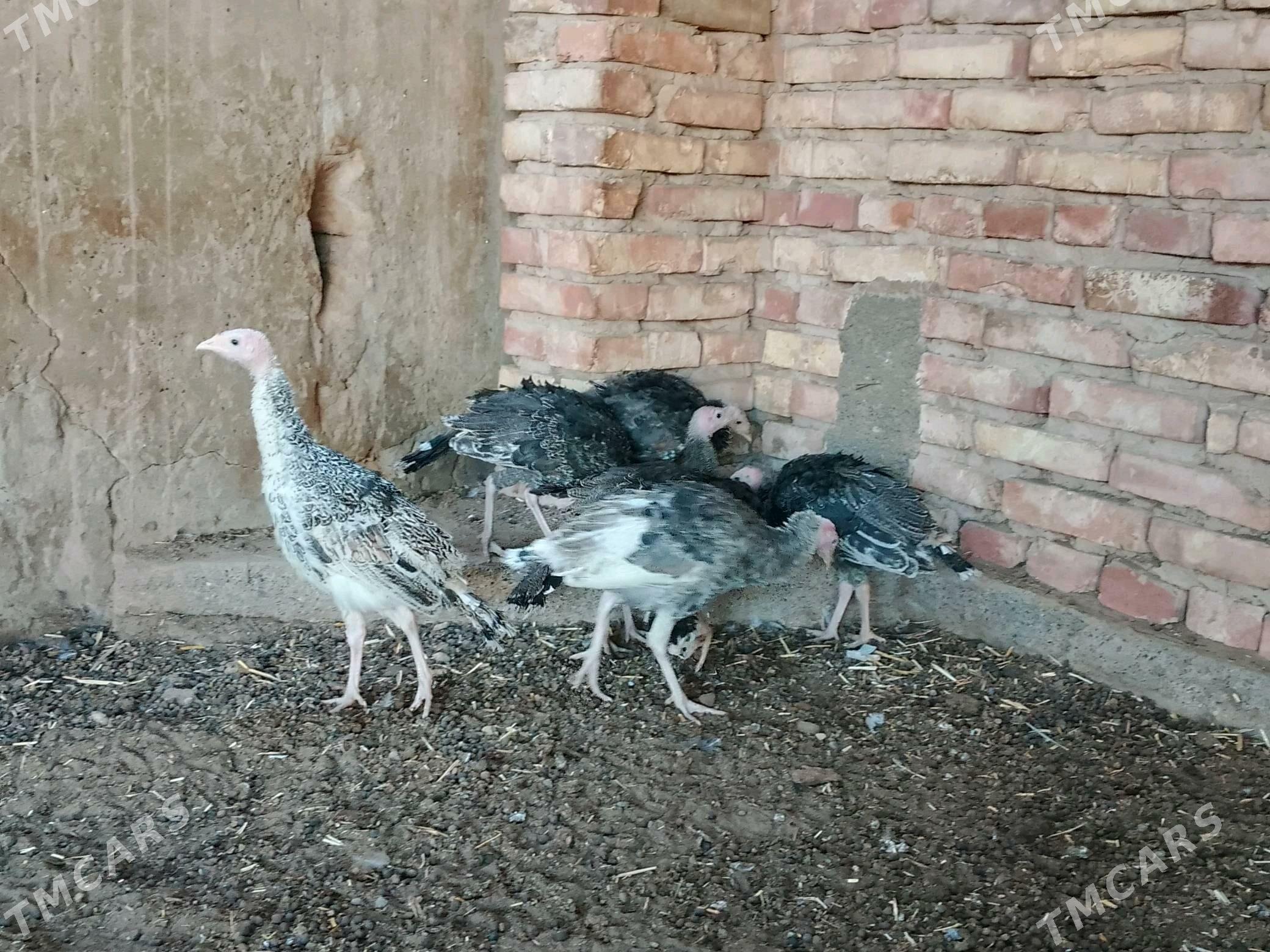 niduk - Теджен - img 1