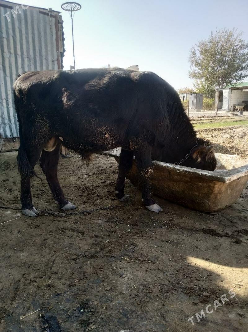 Öküz - Gypjak - img 4