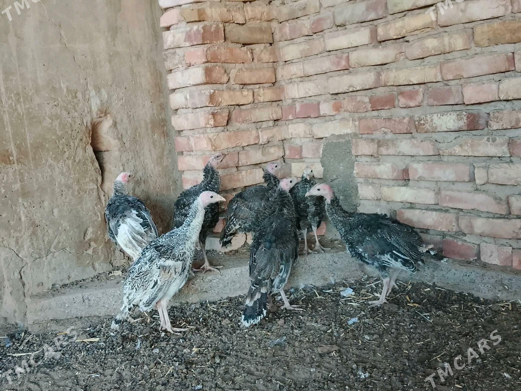 niduk - Теджен - img 2