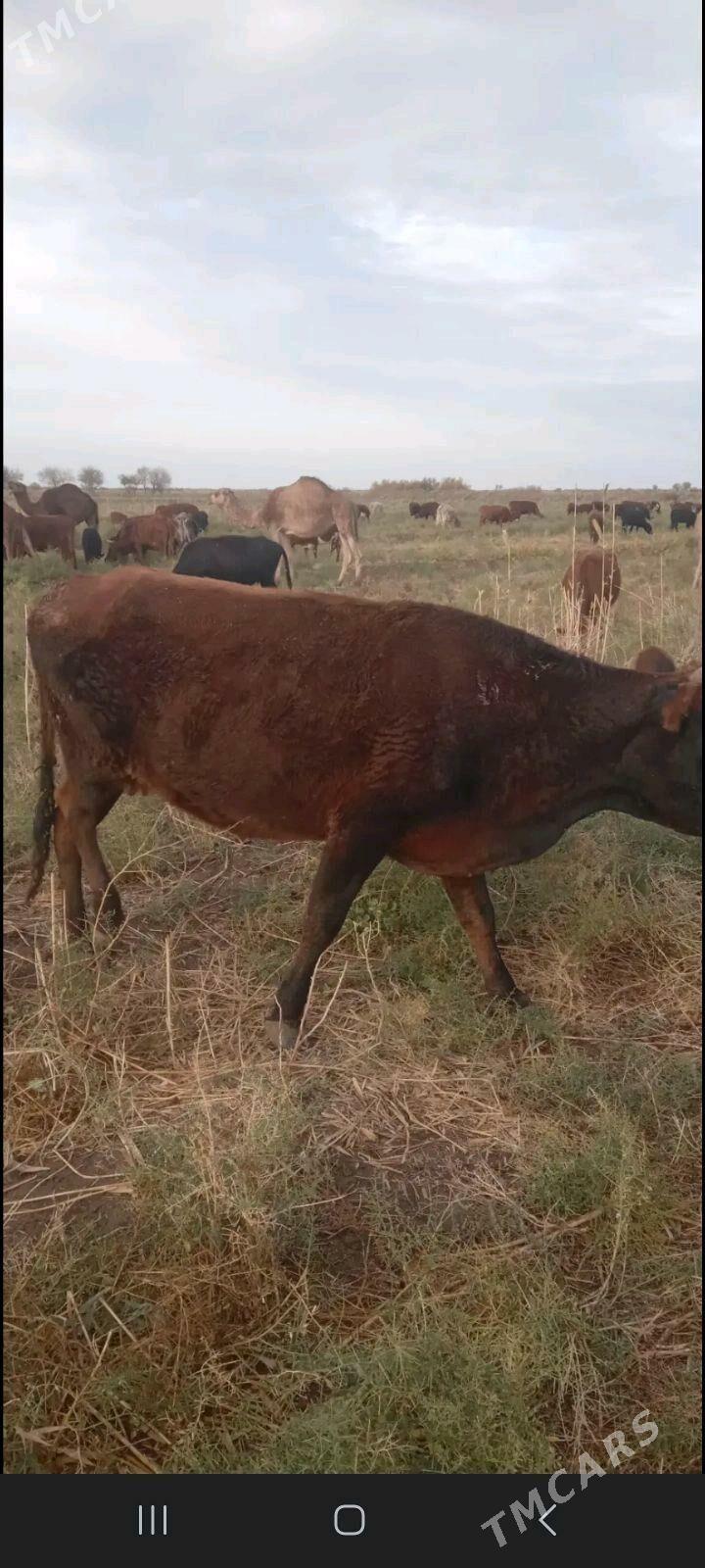 bogaz sygyr - Векильбазар - img 2