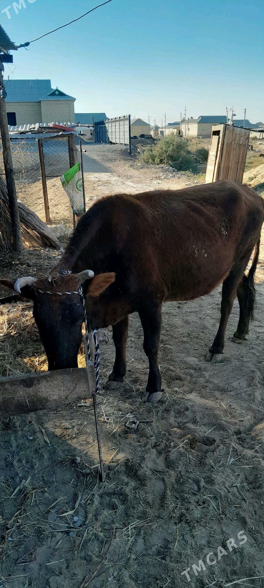 bogaz sygyr - Векильбазар - img 3