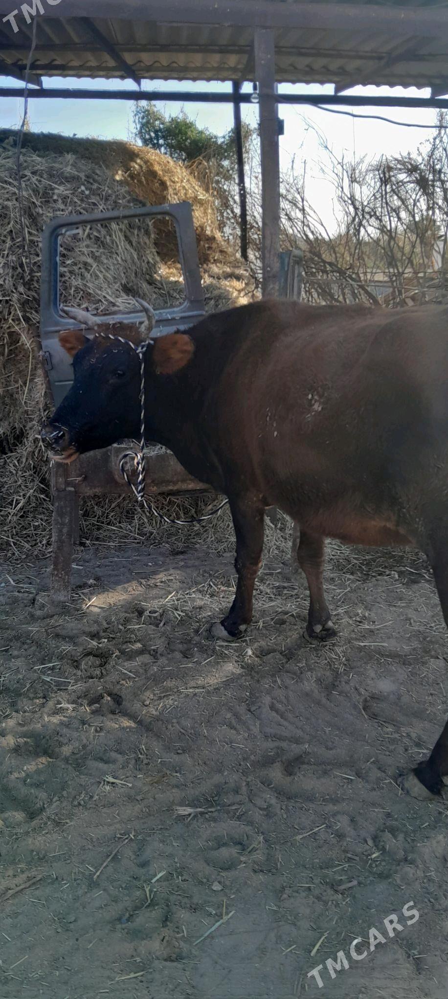 bogaz sygyr - Векильбазар - img 4