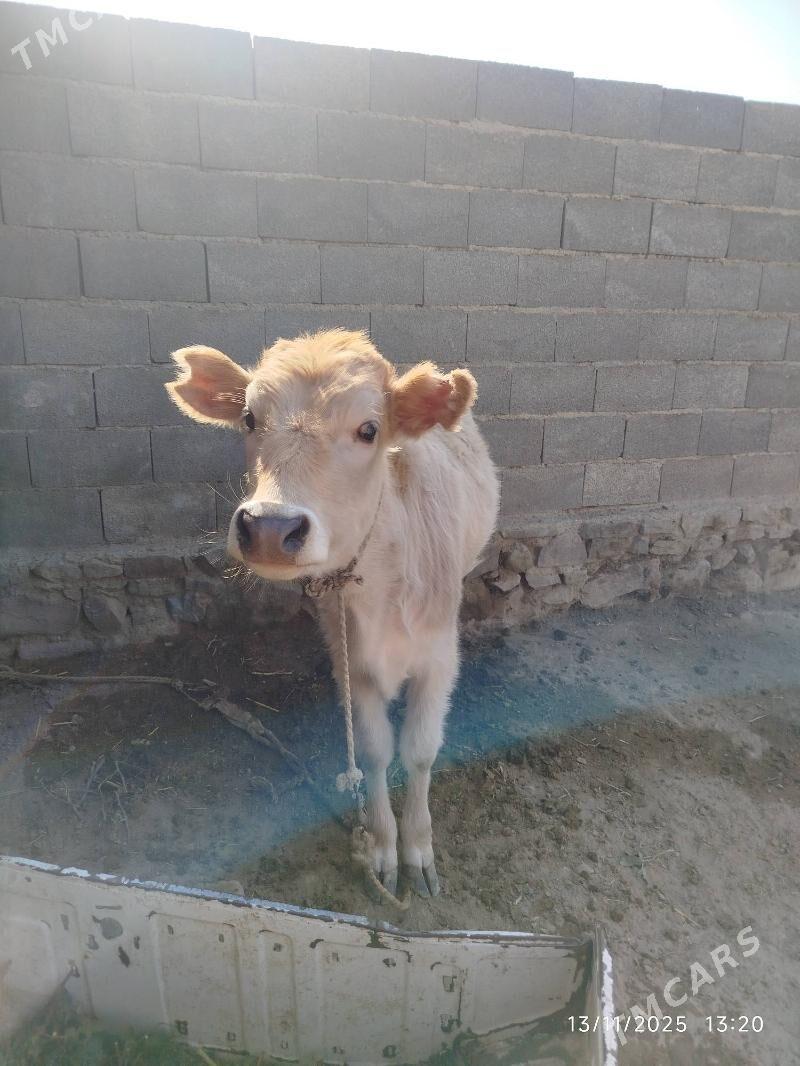 Gole - Bereket - img 2